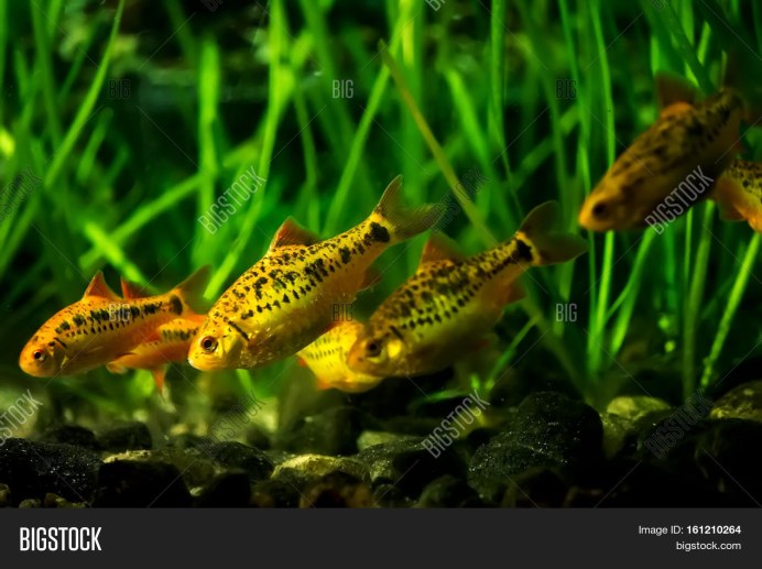Барбус черный (Pethia nigrofasciata)