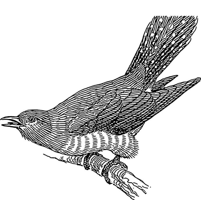 Птица Cuculus canorus