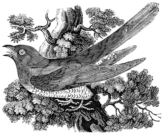 Cuculus canorus рисунок