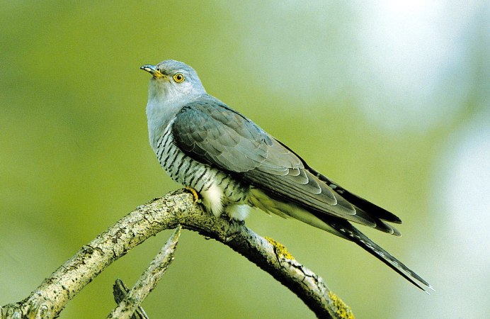 Кукушка силуэт