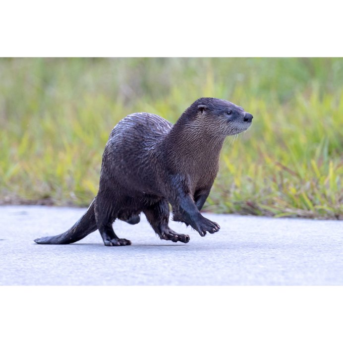 Канадская Речная выдра