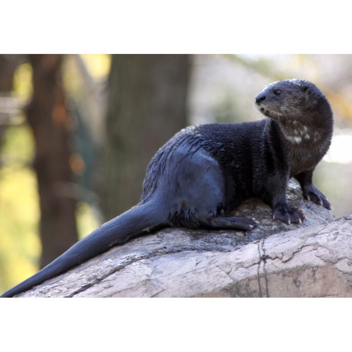 Выдра Речная черная