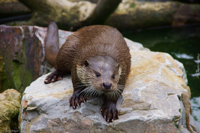 Выдра ондатра норка