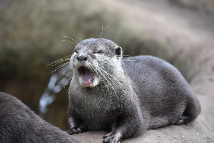 Small-clawed Otter