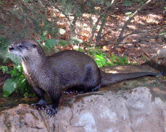 Выдра калан