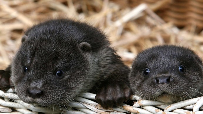 Выдра Забайкальского края