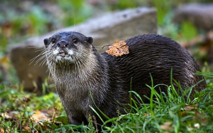 Речная выдра норка