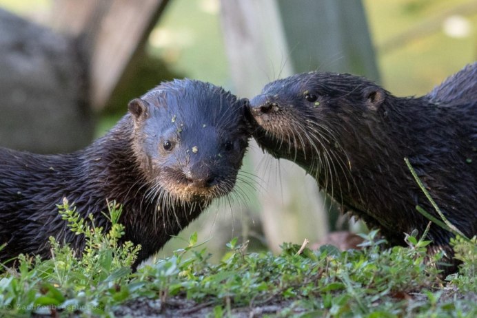 Выдра в Астраханской области