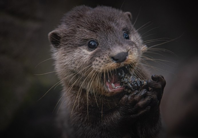 Североамериканская выдра