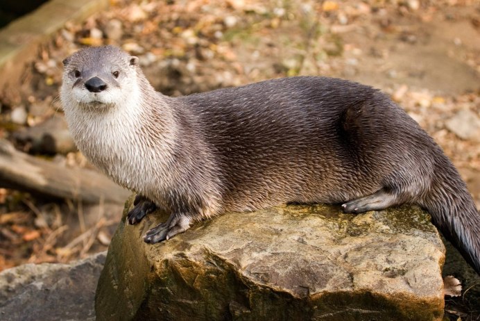 Пятнистая выдра