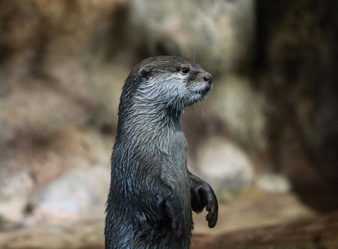 Выдра и норка