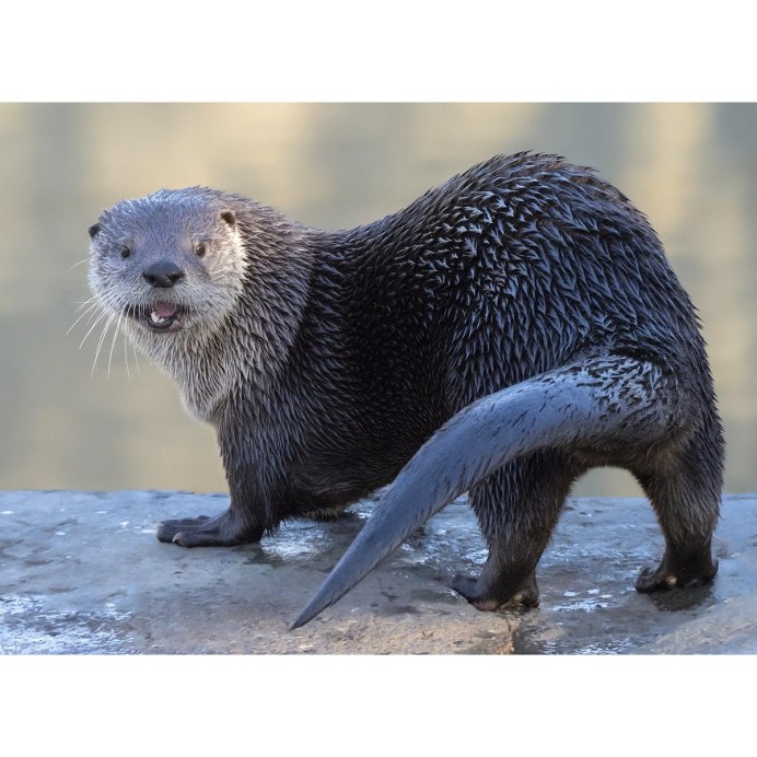 Выдра крыса