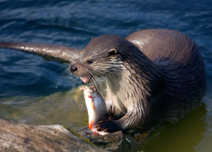 Pteronura Brasiliensis