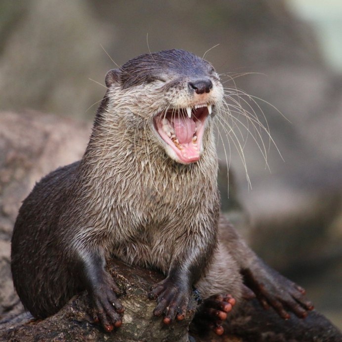 Выдра ондатра норка