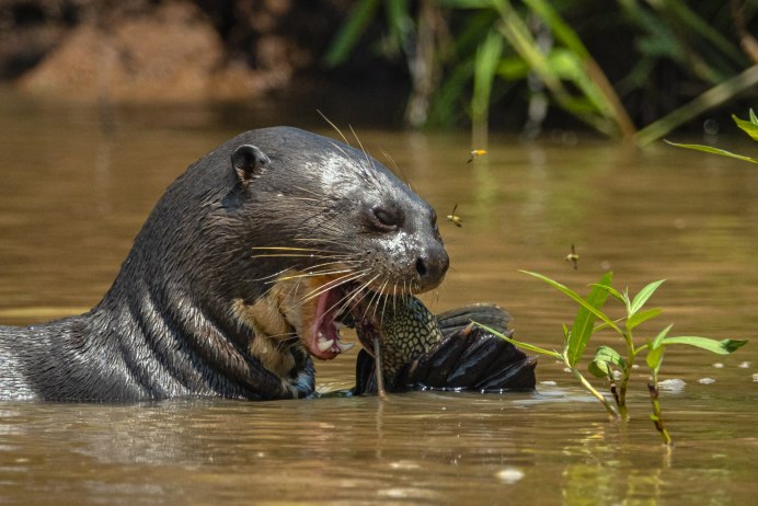 Выдра Речная черная