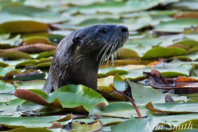 Европейская выдра