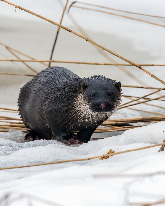 Ондатра черная