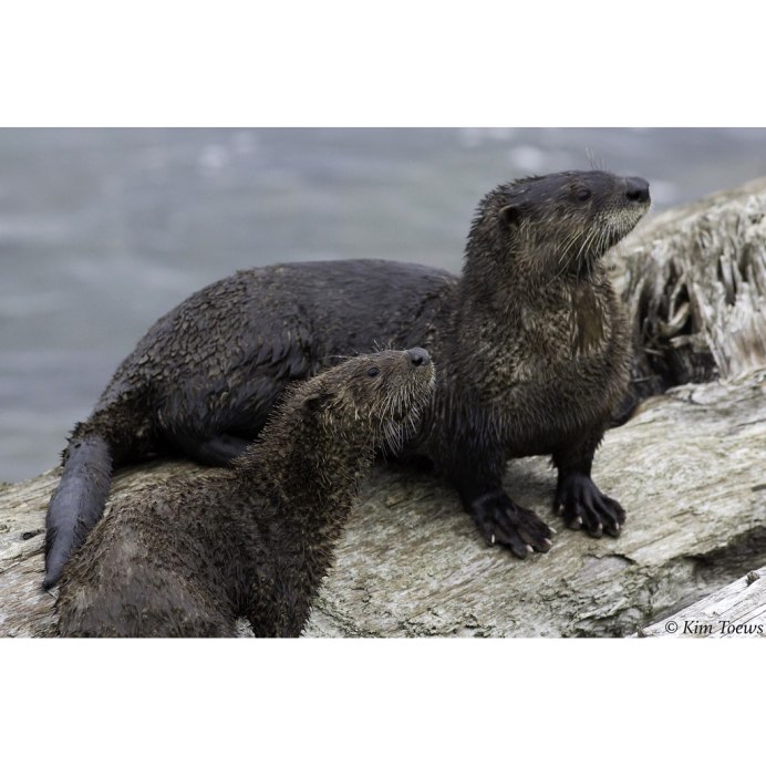 Соболь и выдра