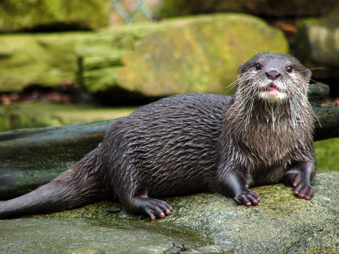 Выдра Речная черная
