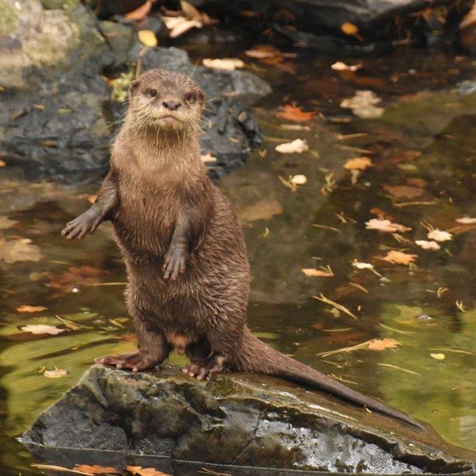 Суматранская выдра