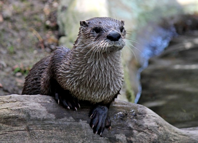 Калан разбивает раковину