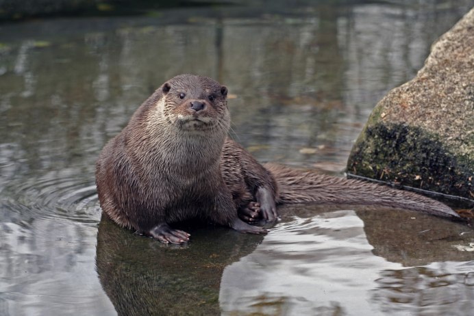 Калан Камчатский