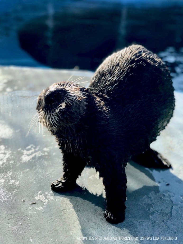 Североамериканская выдра