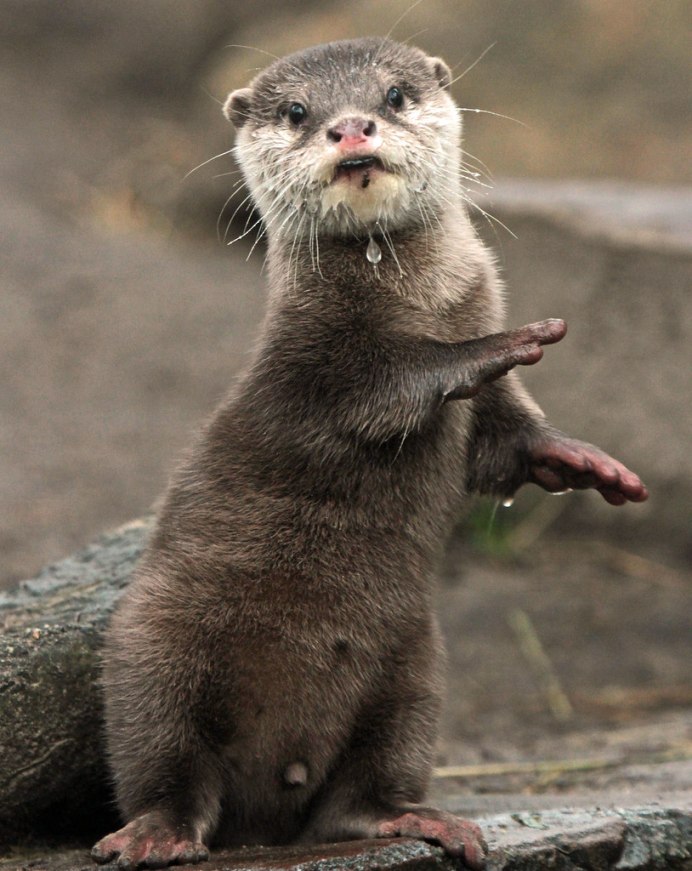 Астраханский заповедник выдра