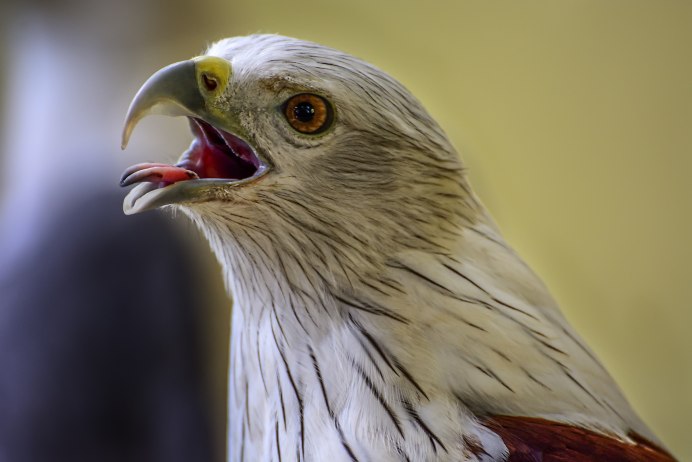 Bucorvus leadbeateri