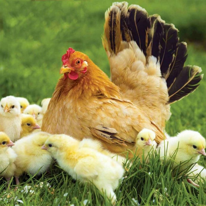 Гибискус Bantam Rooster