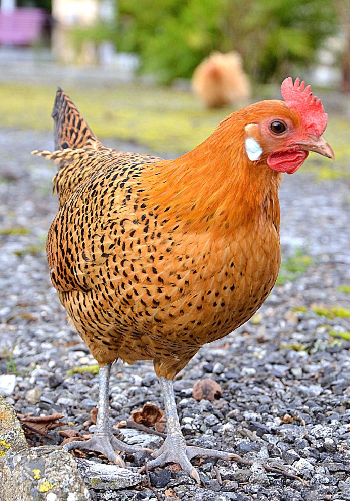 Hen курица