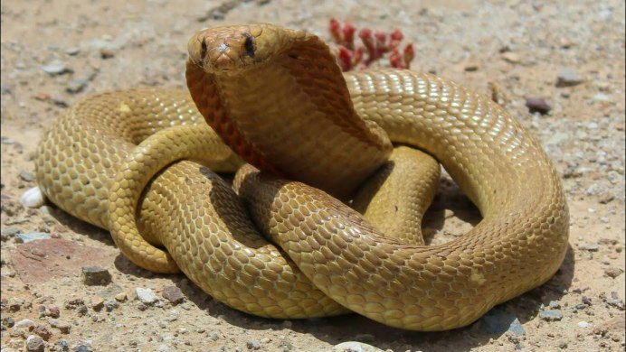 South African Snakes