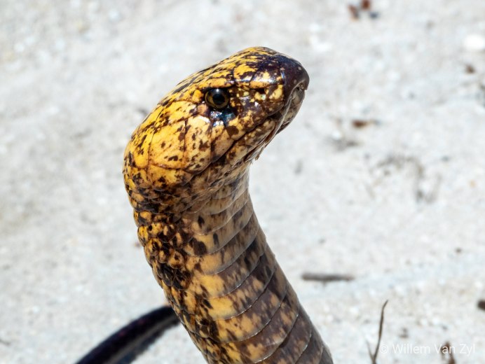 Cape Cobra