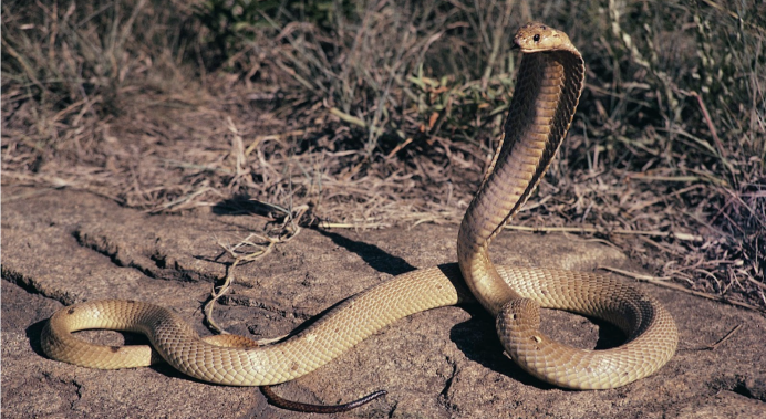 Ophiophagus Hannah