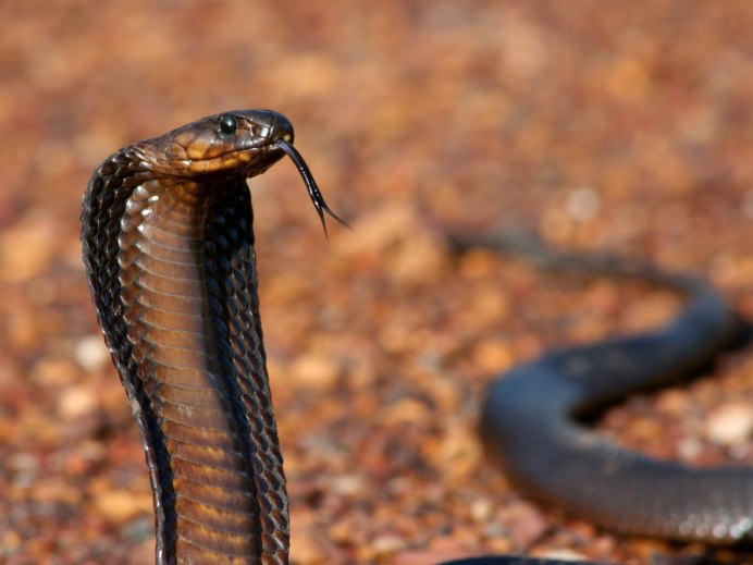 Aspidelaps lubricus
