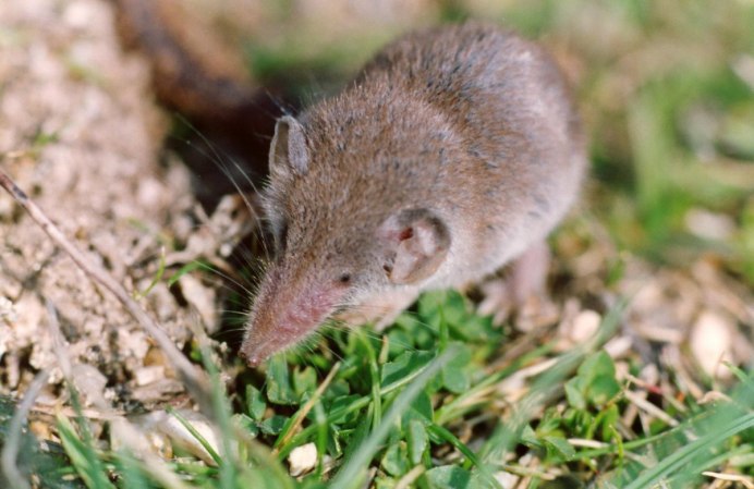 Сумчатый Крот Австралии