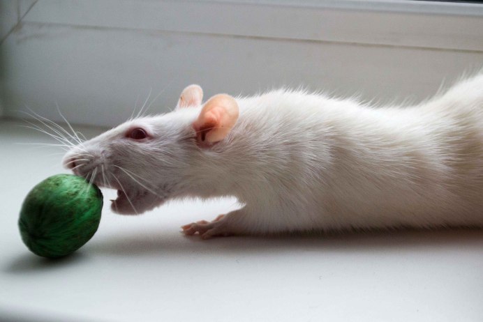Декоративные крысы бесхвостые