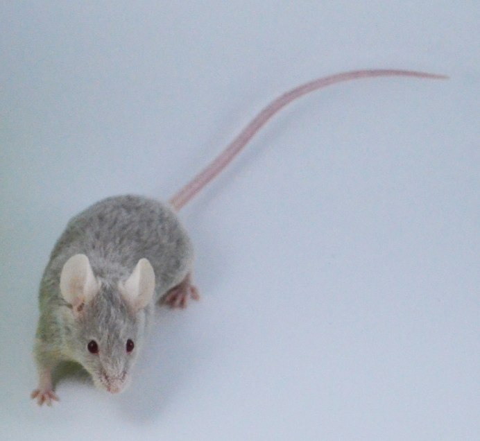 Кутора Шелковникова