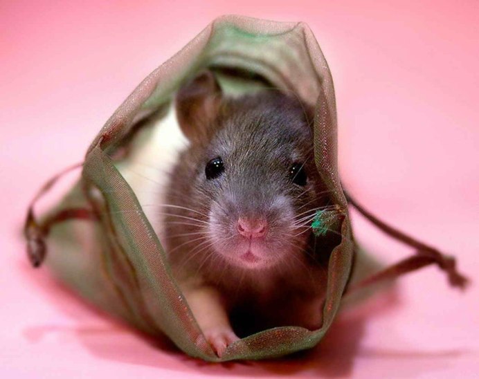 Мышь полевка с полосой на спине