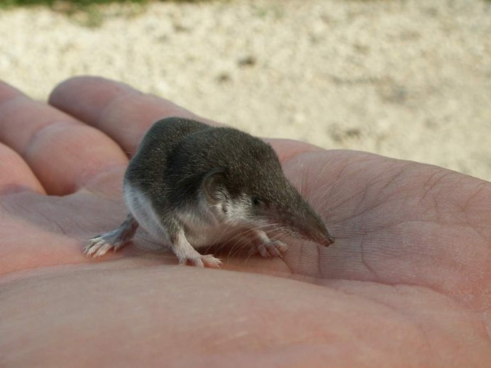 Белая декоративная крыса