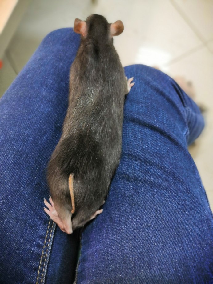 Землеройка бурозубка