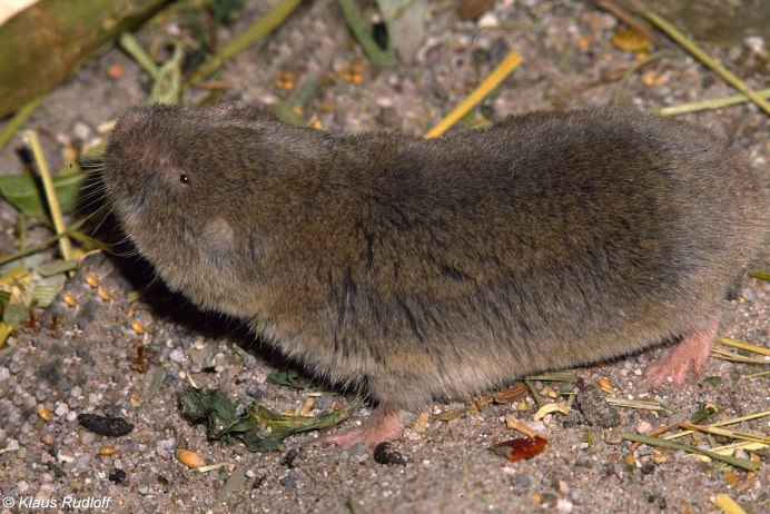 Домовая полёвки