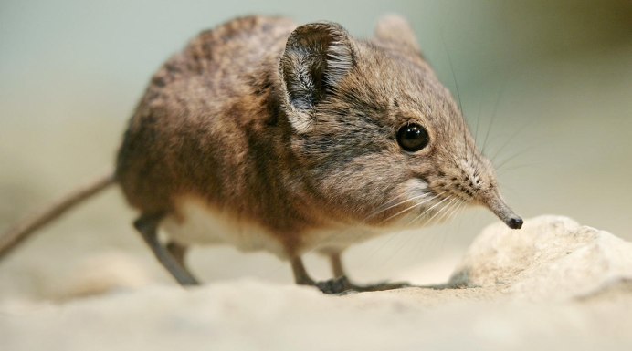 Этрусская землеройка