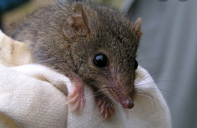 Paucidentomys vermidax