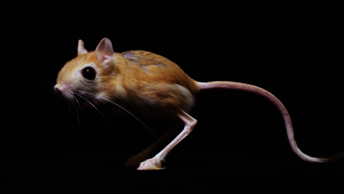 Землеройковые крысы paucidentomys vermidax