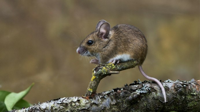 Землеройка многозубка