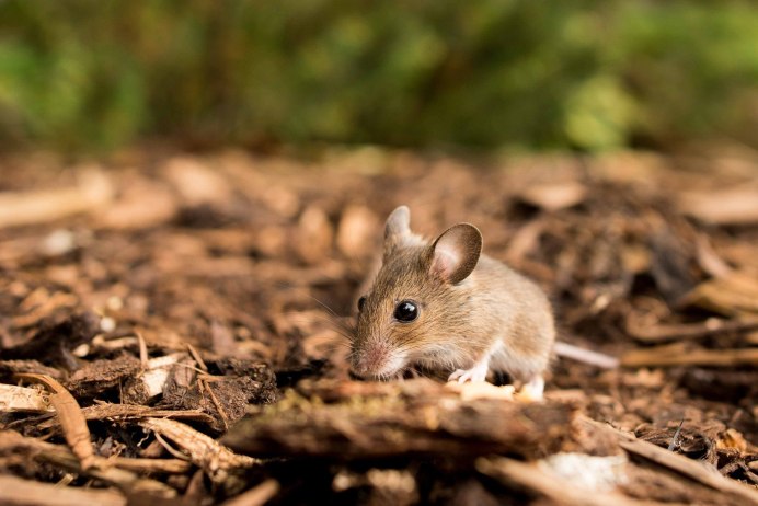 Бурая сумчатая мышь