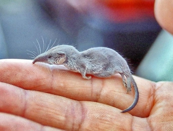 Мышевидные белозубки