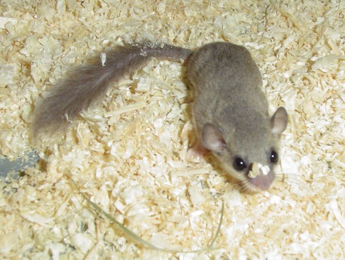 Жирнохвостая сумчатая мышь