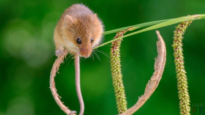 Белозубый слепыш